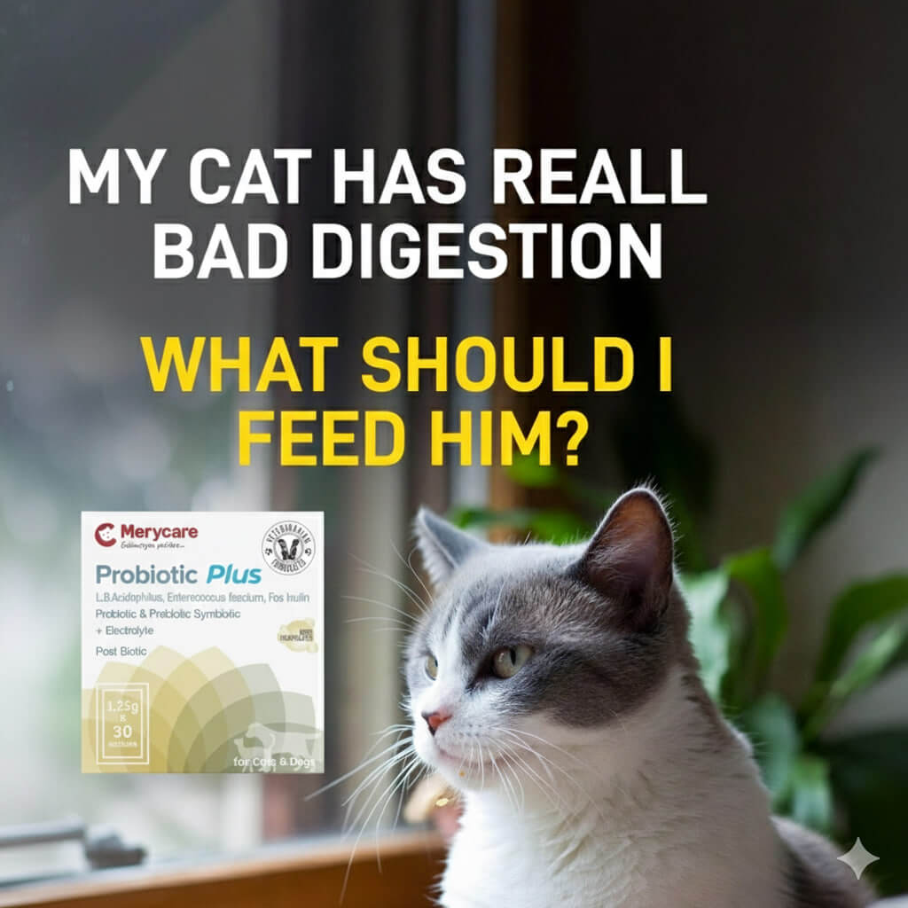 Probiotics for Cats With Digestive Issues